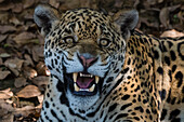 Snarling jaguar