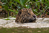 Jaguar swimming in the river