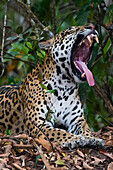 Jaguar yawning