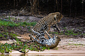Mating jaguars fighting