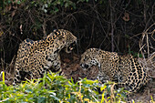 Pair of mating jaguars