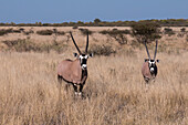 Two gemsbok