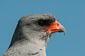 Pale chanting goshawk