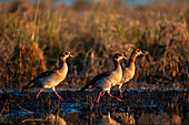 Three Egyptian geese in a marshy habitat