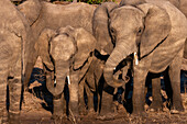 African elephants on the banks of the Chobe River, Botswana