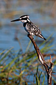 Pied kingfisher perched at the river side