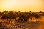 Herd of African elephants walking in grasslands