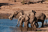 Group of African elephants drinking