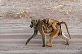 Baby Chacma baboon riding on its mother's back