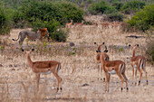 Male lion stalking impalas