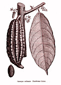 Cocoa bean, 19th century illustration
