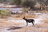 Three painted wolves