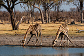 Giraffes drinking at a waterhole