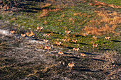 Roan antelopes running, aerial photograph