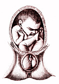 Foetal position, 19th century illustration