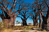 Baines Baobabs, Botswana
