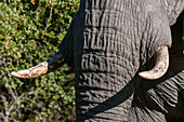 Tusks and trunk of an African elephant