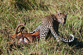 Leopard feeding on an impala carcass