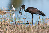African openbill stork with prey in its bill