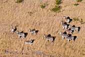 Herd of plains zebras, aerial photograph