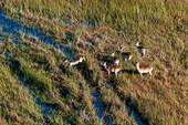 Red lechwe crossing creeks in a grassland