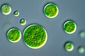 Chlorella sp., green algae, light micrograph