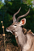 Male greater kudu