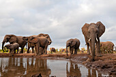 Herd of African elephants drinking