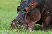 Hippopotamus grazing on a grass