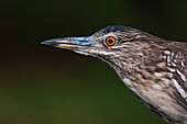 Close-up of a squacco heron