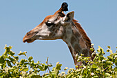 Female southern giraffe in tree top branches