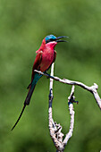 Southern carmine bee-eater perching on a branch