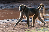 Chacma baboon walking