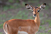 Impala calf