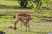 Impala nursing her calf