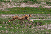 Sub-adult lioness running