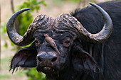 African buffalo with a red-billed oxpecker