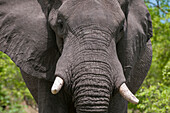 African elephant