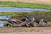 Marabou storks scavenging African elephant carcass