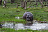 Hippopotamus walking and grazing in water in a flood plain
