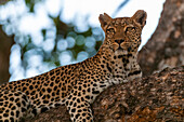 Female leopard rests on a large tree branch