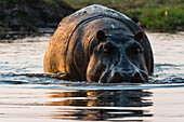 Hippopotamus wading in a river