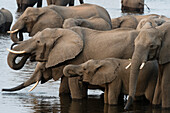 Herd of African elephants along the banks of a river