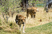 Two lions walking