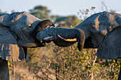 Two African elephants sparring