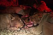 Lions feeding on a wildebeest carcass at night