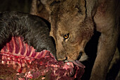 Lioness feeding on a wildebeest carcass at night