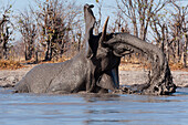 African elephant mudding at a waterhole