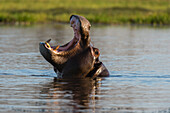 Hippo with its mouth open