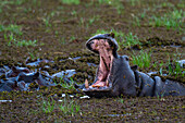 Hippopotamus yawning